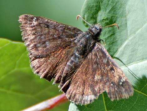 Funeral Duskywing (Erynnis funeralis)