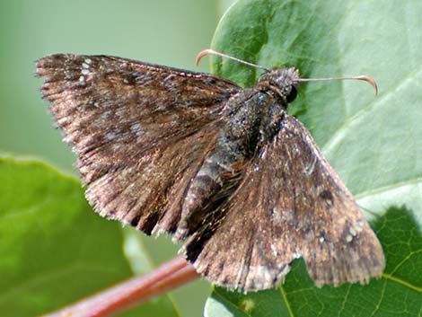 Funeral Duskywing (Erynnis funeralis)