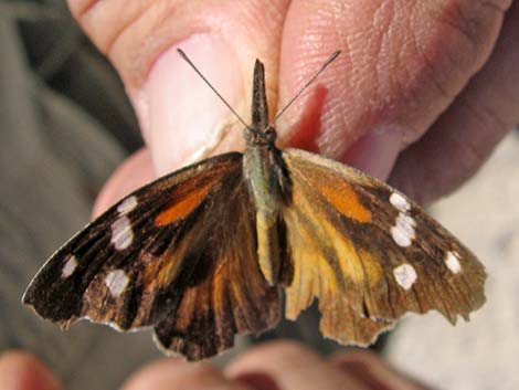 American Snout Butterfly (Libytheana carinenta)