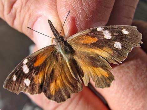 American Snout Butterfly (Libytheana carinenta)