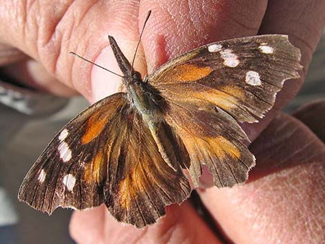 American Snout Butterfly (Libytheana carinenta)