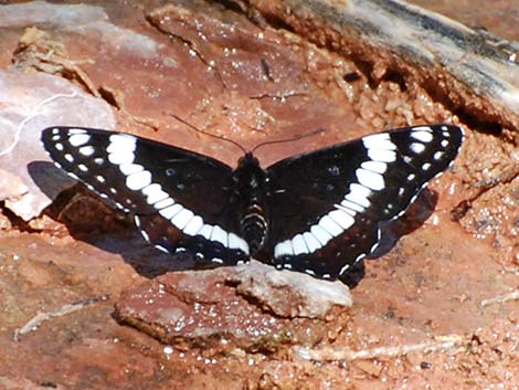 Weidemeyer's Admiral (Limenitis weidemeyerii)