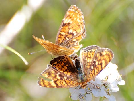 Northern Checkerspot (Chlosyne palla)