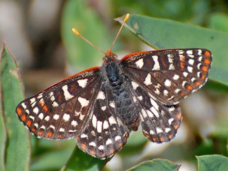 Variable Checkerspot (Euphydryas chalcedona)