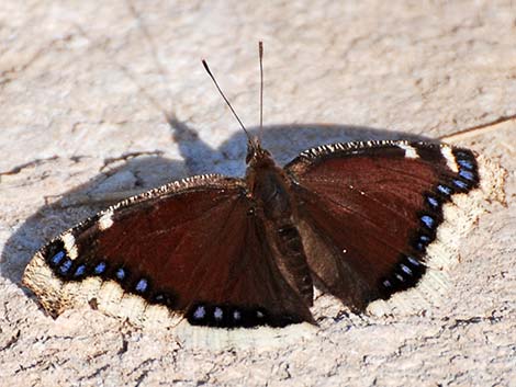 Mourning Cloak (Nymphalis antiopa)