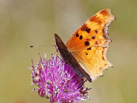 Satyr Comma (Polygonia satyrus)