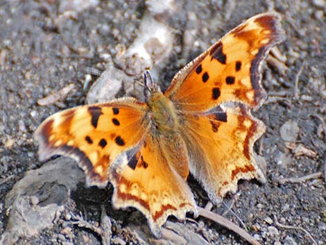 Zephyr Anglewing (Polygonia zephyrus)