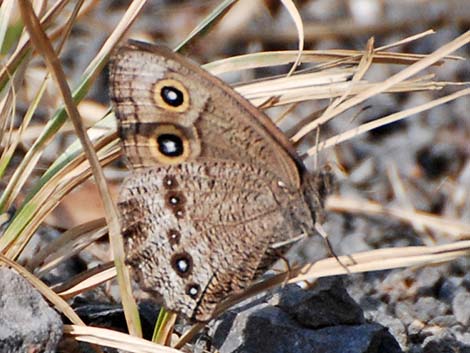 Common Wood Nymph (Cercyonis pegala)