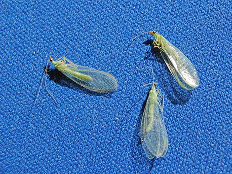 Green Lacewings (Chrysopidae)