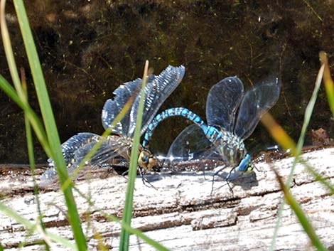 Dragonflies (Suborder Epiprocta)