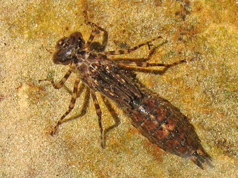 Dragonfly Larvae (Suborder Epiprocta)