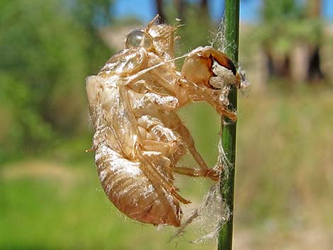 Dragonfly Larvae