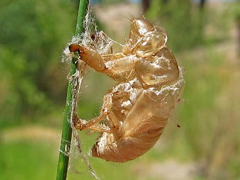 Dragonfly Larvae