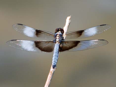 dragonfly