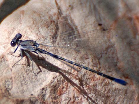 Kiowa Dancer (Argia immunda)