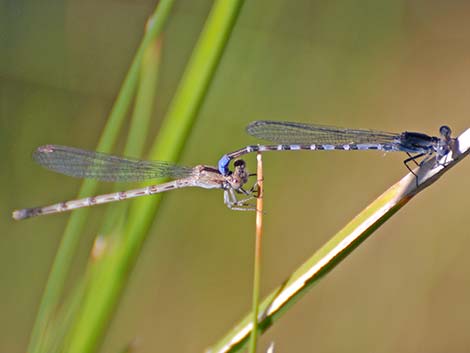 Kiowa Dancer (Argia immunda)