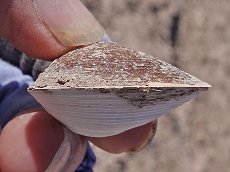 Asian Clam (Corbicula fluminea)