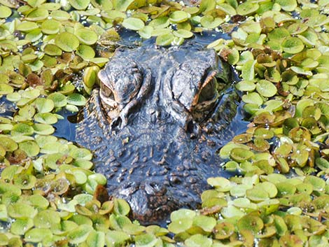 American Alligator (Alligator mississippiensis)