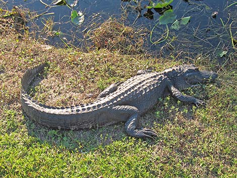 American Alligator (Alligator mississippiensis)