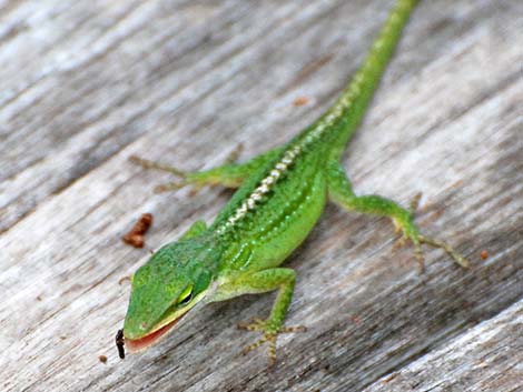 Green Anole (Anolis carolinensis)