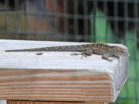 Brown Anole (Anolis sagrei)