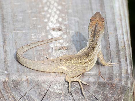 Brown Anole (Anolis sagrei)