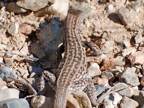 Sonoran Spotted Whiptail (Aspidoscelis sonorae)