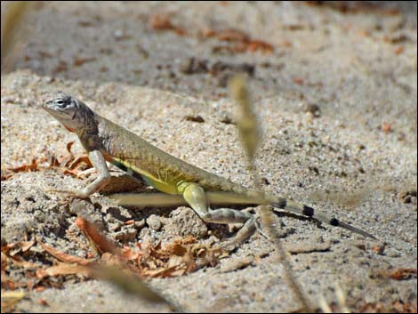 Common Zebra-tailed Lizard (Callisaurus draconoides)