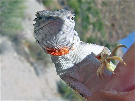 Zebra-tailed Lizard (Callisaurus draconoides)