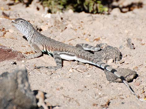 Zebra-tailed Lizard (Callisaurus draconoides)