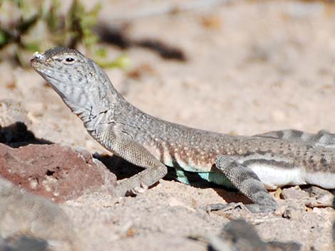 Zebra-tailed Lizard (Callisaurus draconoides)