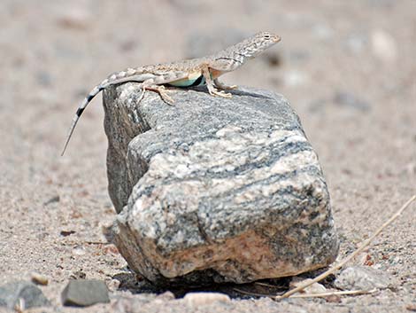 Zebra-tailed Lizard (Callisaurus draconoides)