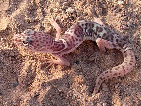 Western Banded Gecko (Coleonyx variegatus)