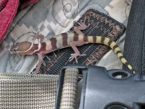 Western Banded Gecko (Coleonyx variegatus)