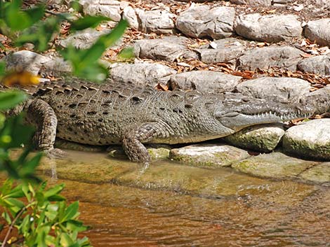 American Crocodile (Crocodylus acutus)