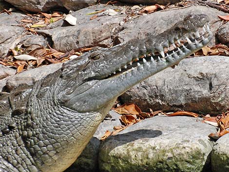 American Crocodile (Crocodylus acutus)