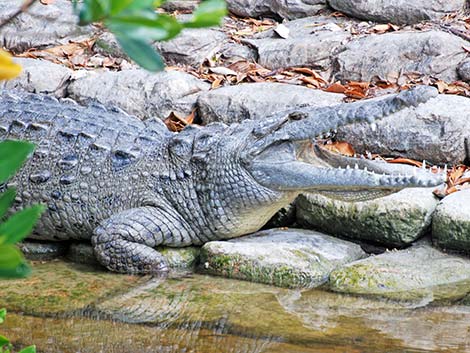 American Crocodile (Crocodylus acutus)