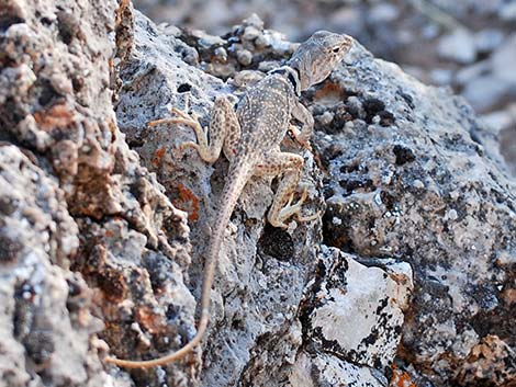 Great Basin Collared Lizard (Crotaphytus bicinctores)