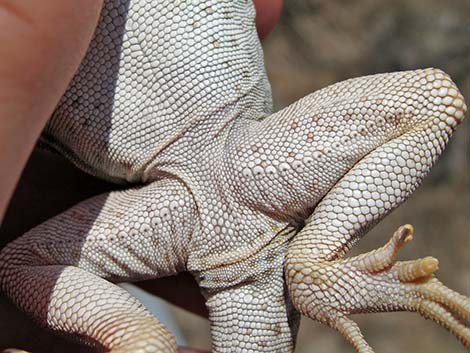 Great Basin Collared Lizard (Crotaphytus bicinctores)