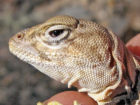 Great Basin Collared Lizard (Crotaphytus bicinctores)