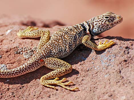 Common Collared Lizard (Crotaphytus collaris)