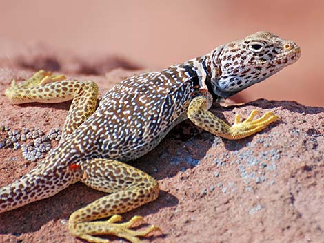 Eastern Collared Lizard (Crotaphytus collaris)