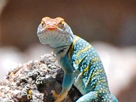 Eastern Collared Lizard (Crotaphytus collaris)