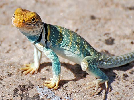 Eastern Collared Lizard (Crotaphytus collaris)