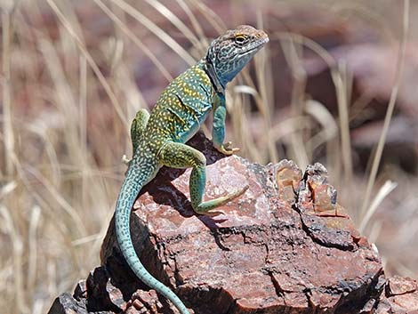 Common Collared Lizard (Crotaphytus collaris)