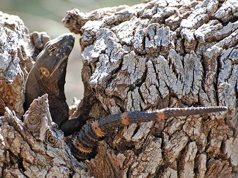 Sonoran Spiny-tailed Iguana (Ctenosaura hemilopha)