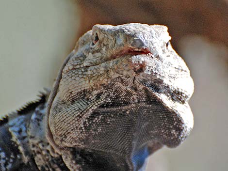 Spiny-tailed Iguana (Ctenosaura hemilopha)