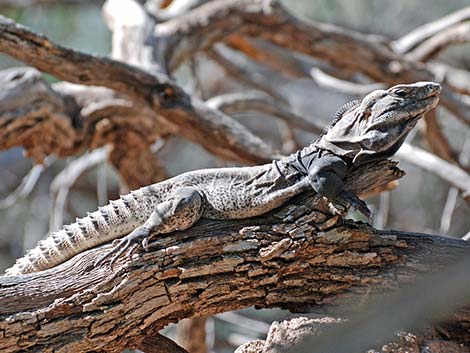 Spiny-tailed Iguana (Ctenosaura hemilopha)