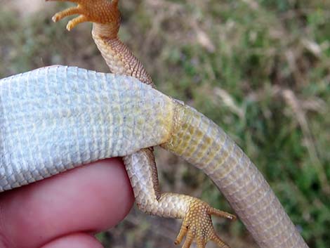 California Alligator Lizard (Elgaria multicarinata multicarinata)