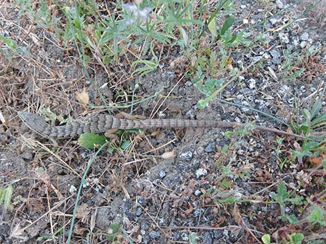 California Alligator Lizard (Elgaria multicarinata multicarinata)